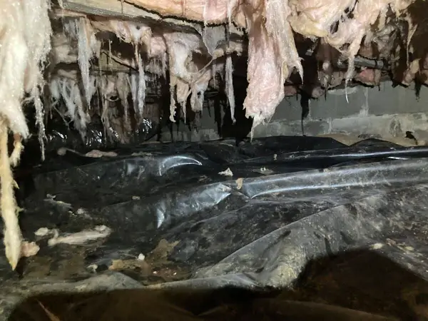 Damaged, wet crawl space insulation and a failing vapor barrier.