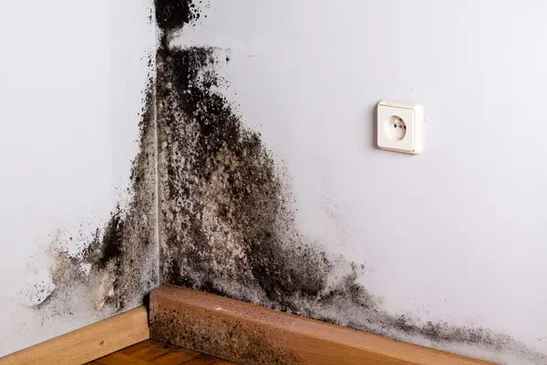 Mold growth on a basement wall caused by moisture.