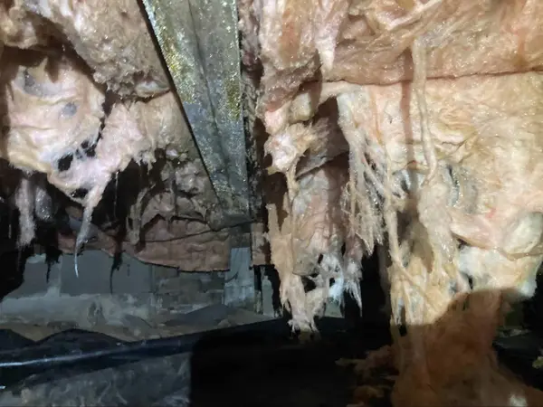 Severe mold and mildew on deteriorated crawl space insulation.