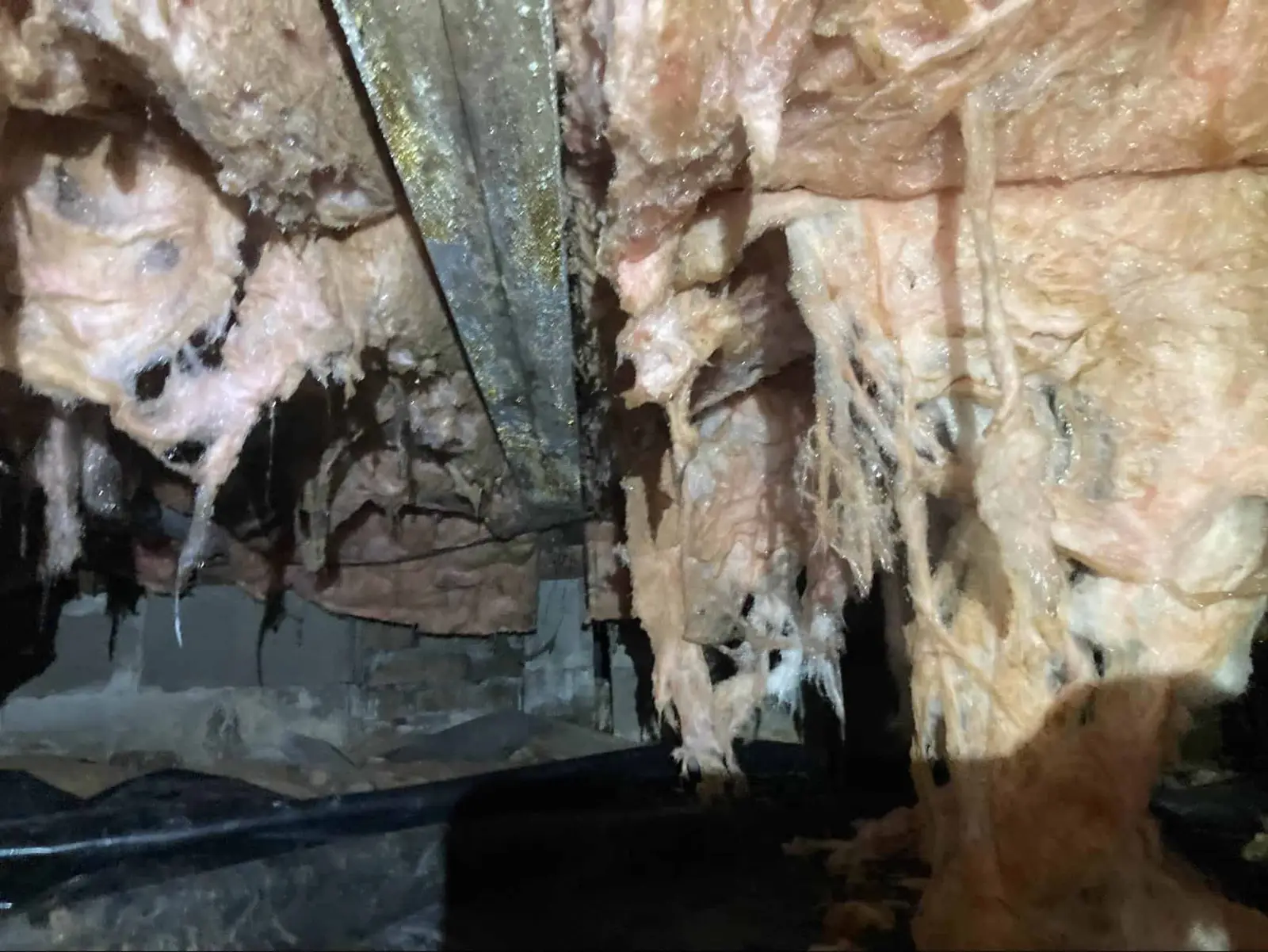 Severe mold growth on deteriorated insulation in a crawl space.