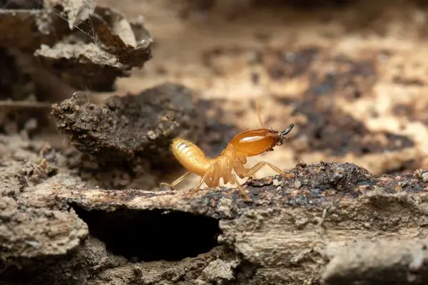 Inspecting termite damage in a crawl space.
