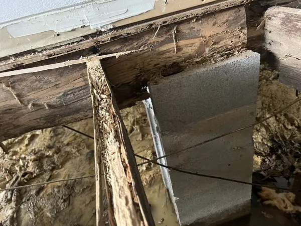 Ground Up Foundation Repair, Waterproofing and Concrete Leveling inspecting severely rotted floor joists and a concrete pier