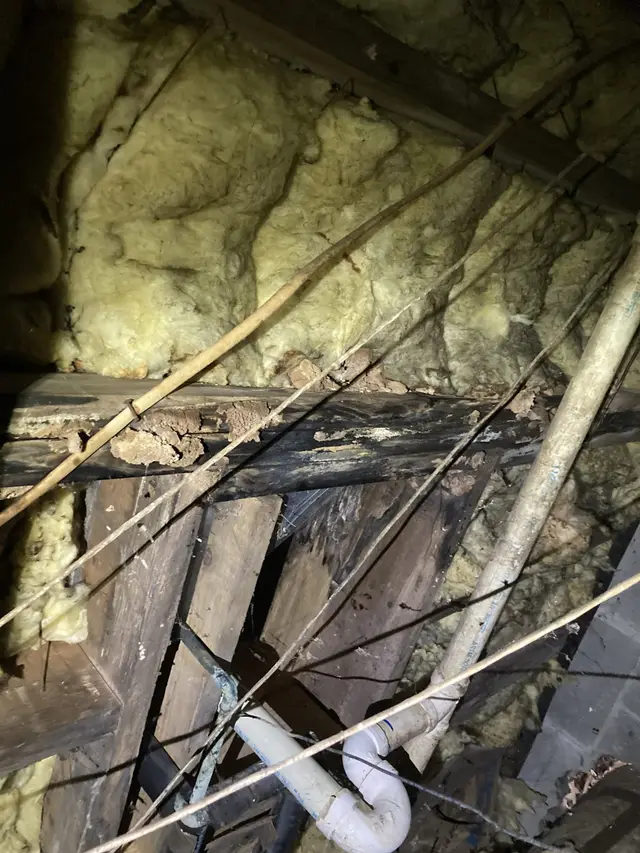 Ground Up Foundation Repair, Waterproofing and Concrete Leveling inspecting a damaged crawl space joist with visible termite