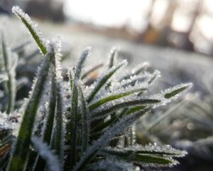 Frozen grass, Winter Proofing Your TN Home - Ground Up Foundation Repair