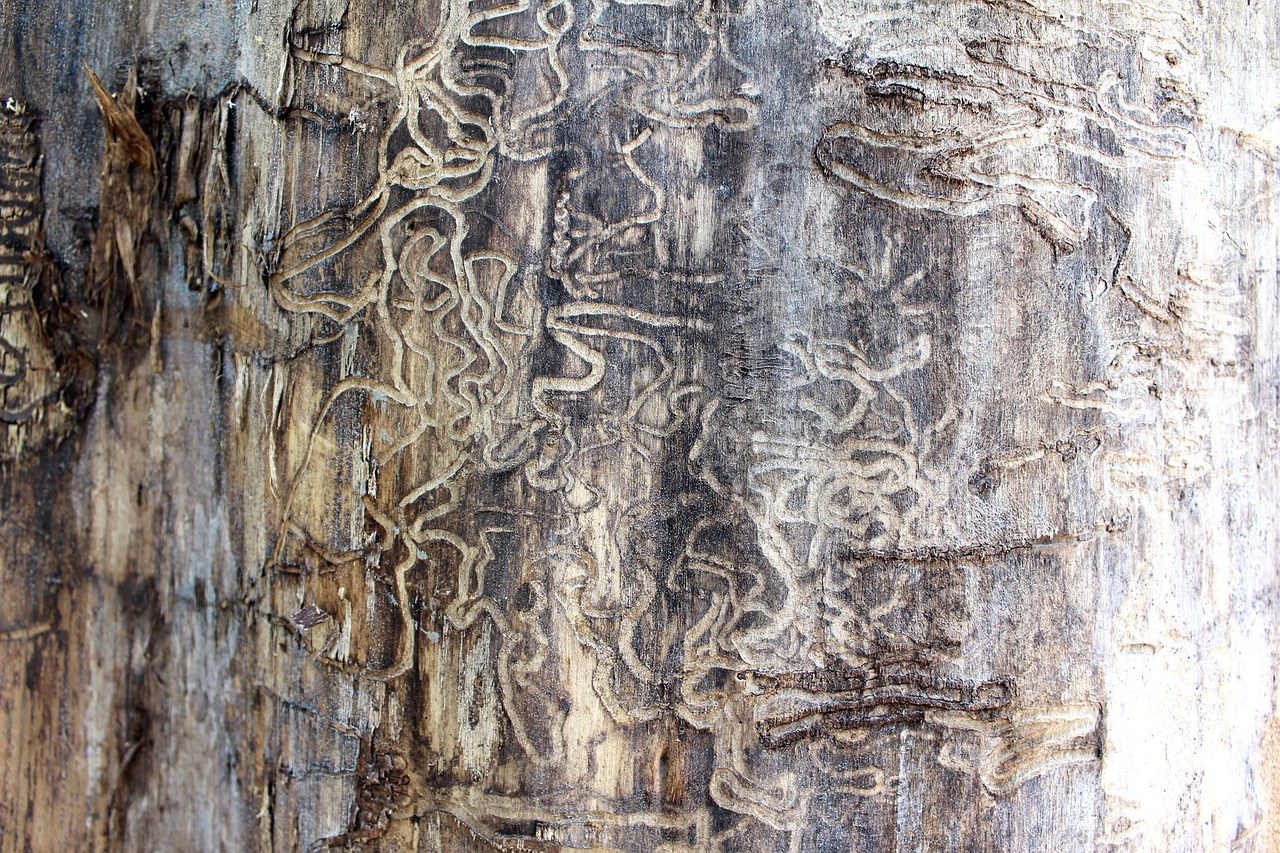 7 Ways to Prevent Termite Damage - Ground Up Foundation Repair